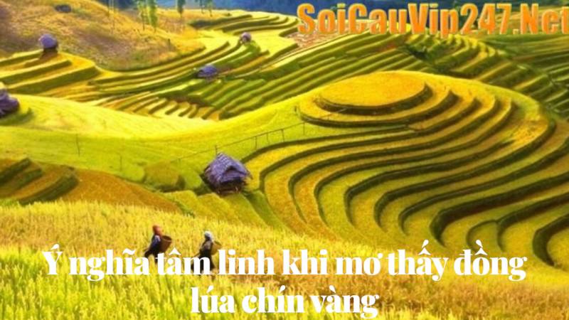 Mơ thấy đồng lúa chín vàng