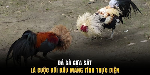Đá gà cựa sắt
