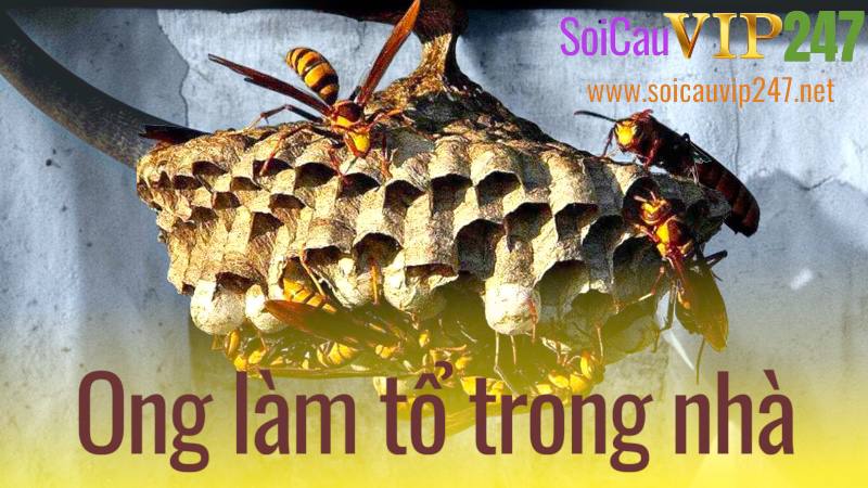 Ong Làm Tổ Trong Nhà