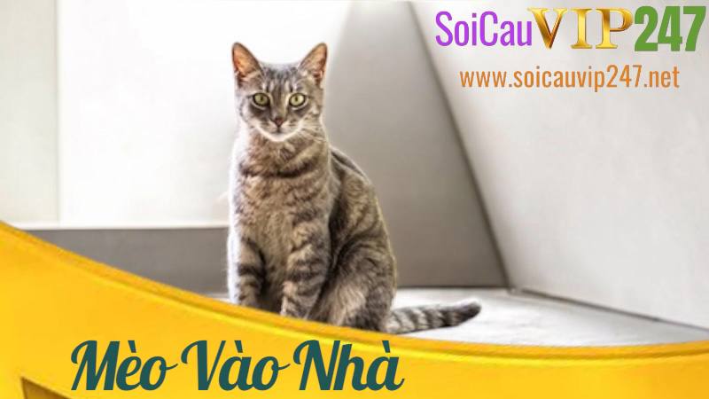 mèo vào nhà